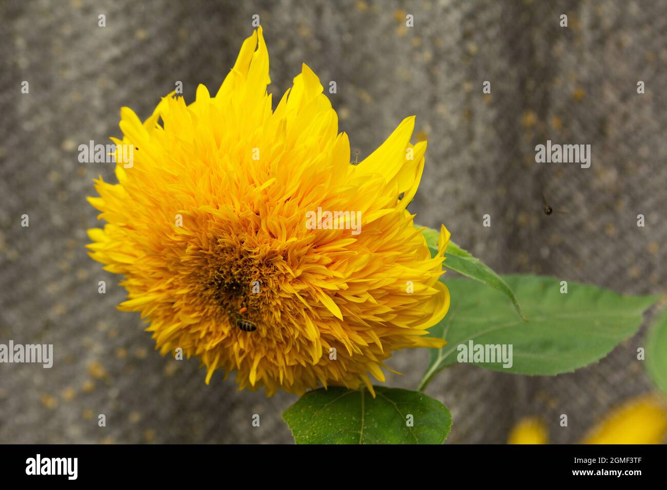 Dekorative Sonnenblumenblumen im Sommergarten. Stockfoto