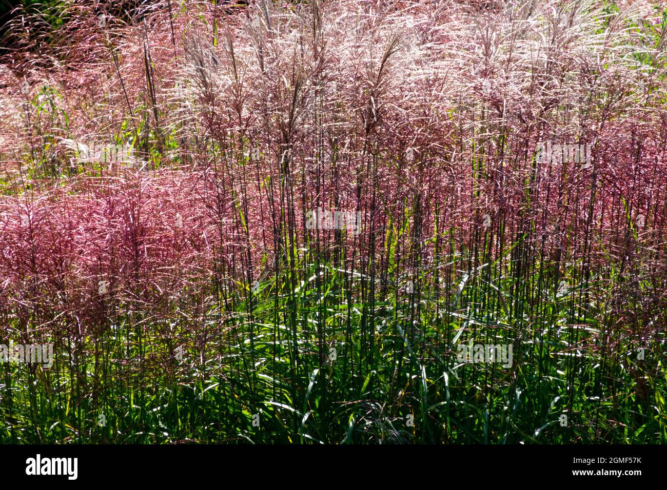 Verschiedene Arten von ornamentalen Miscanthus-Gräsern im krautigen Garten, deren Ohren am Ende des Sommers violett werden Stockfoto