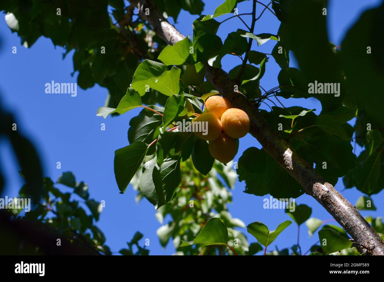 Ast mit reifen Aprikosen, Art Armenische Pflaume (Prunus armeniaca), in Dalmatien, Kroatien Stockfoto