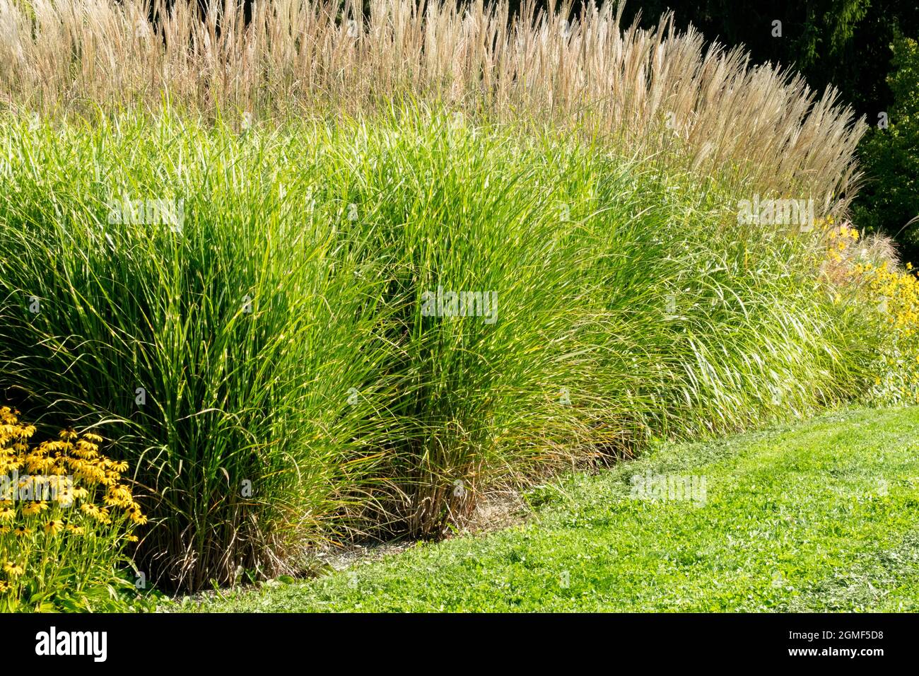 Krautige Gartengrenze im Spätsommer oder Frühherbst hohe Gartenpflanzen Miscanthus sinensis, Ziergräser krautige Grenze Stockfoto