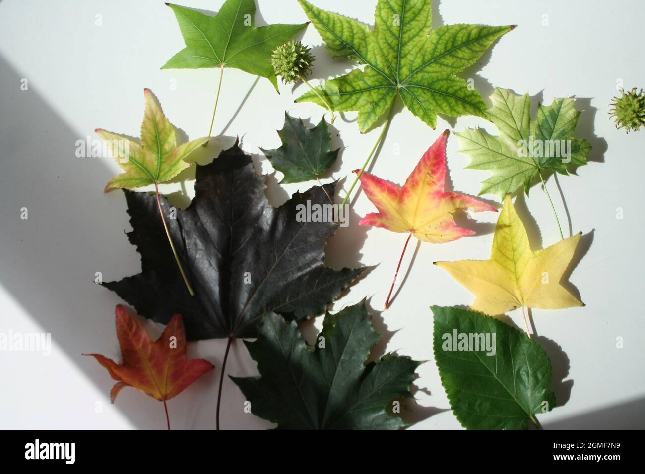 Blätter Stockfoto