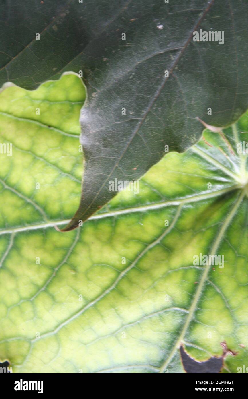 Blätter Stockfoto