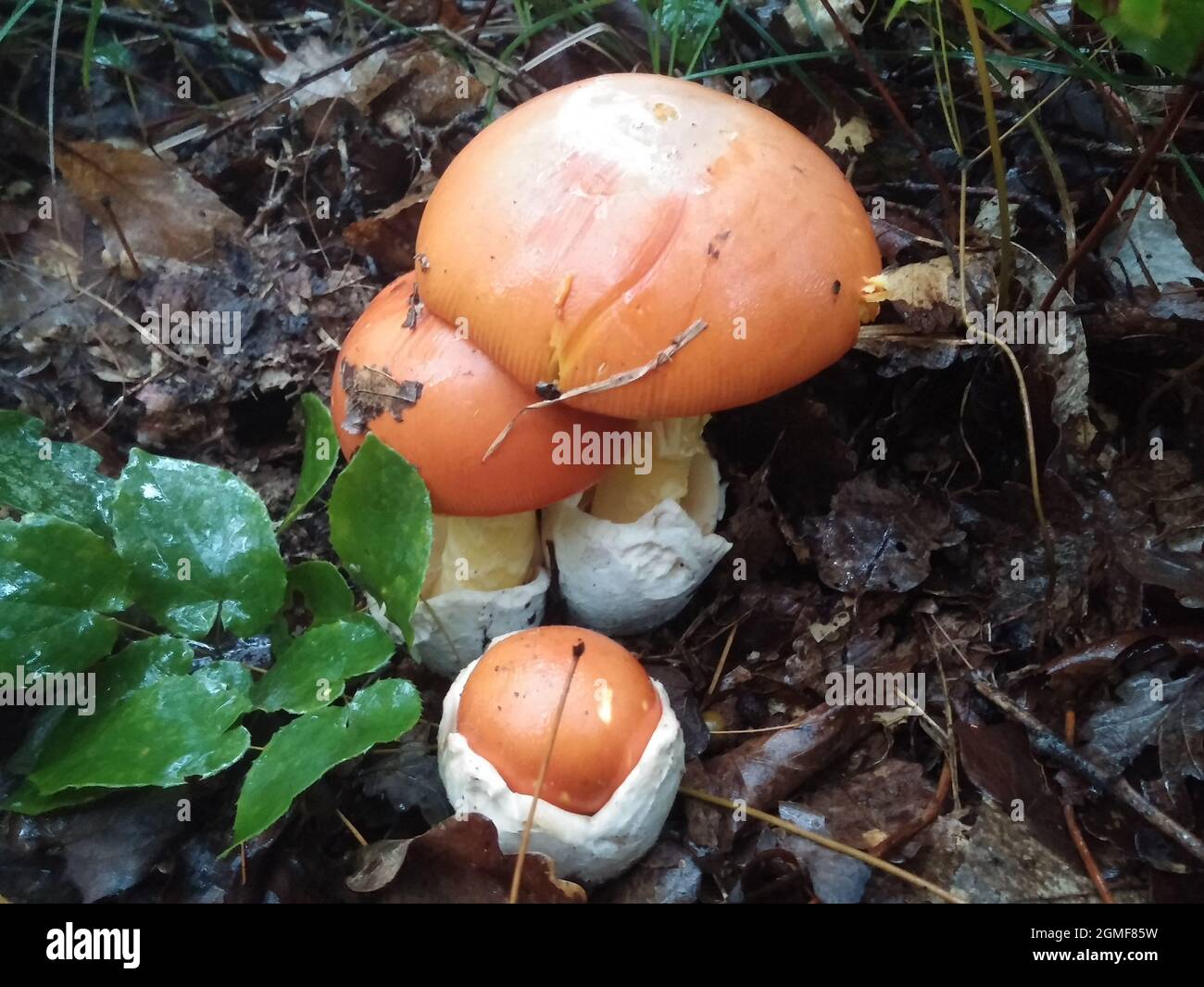 Amanita Caesarea (Caesars Pilz) Familie Stockfoto
