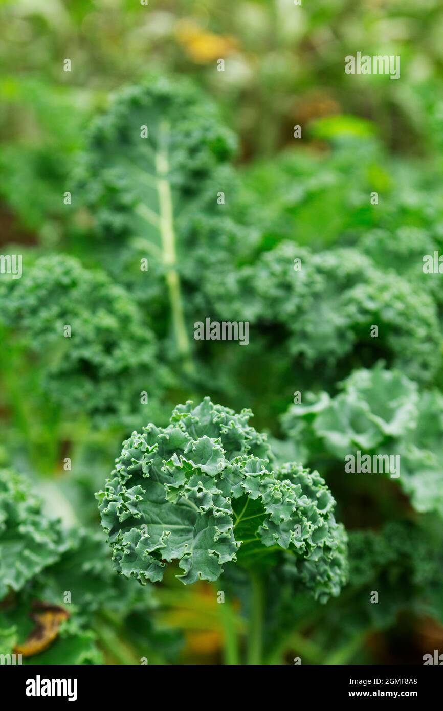 Ernte, lockige Grünblätter im Garten. Stockfoto