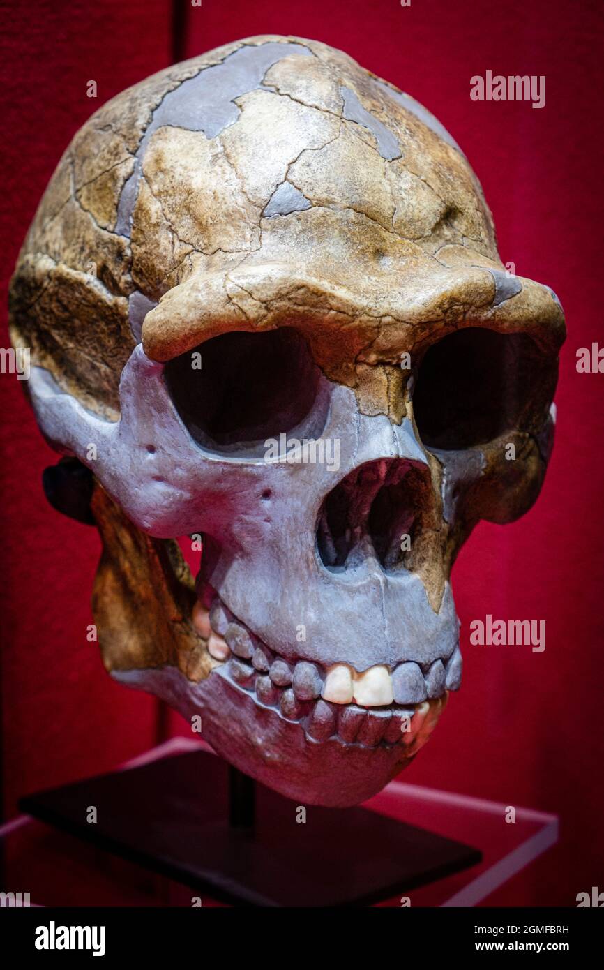 Homo erectus Schädelnachbildung, Museo Comarcal de Molina de Aragón, Guadalajara, Spanien. Stockfoto