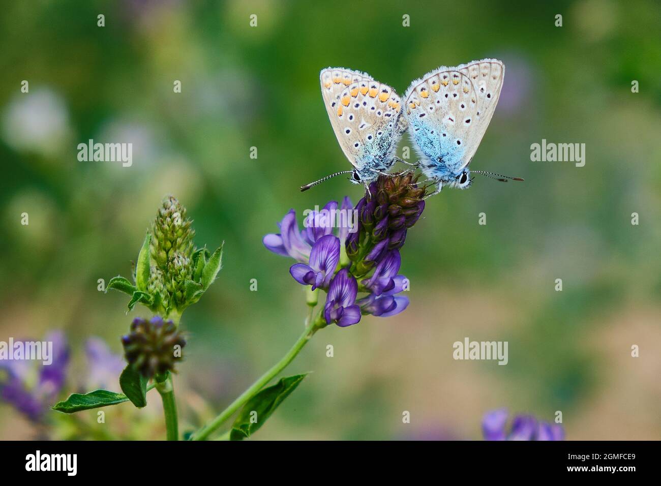 Männlicher und weiblicher gewöhnlicher blauer Schmetterling Stockfoto