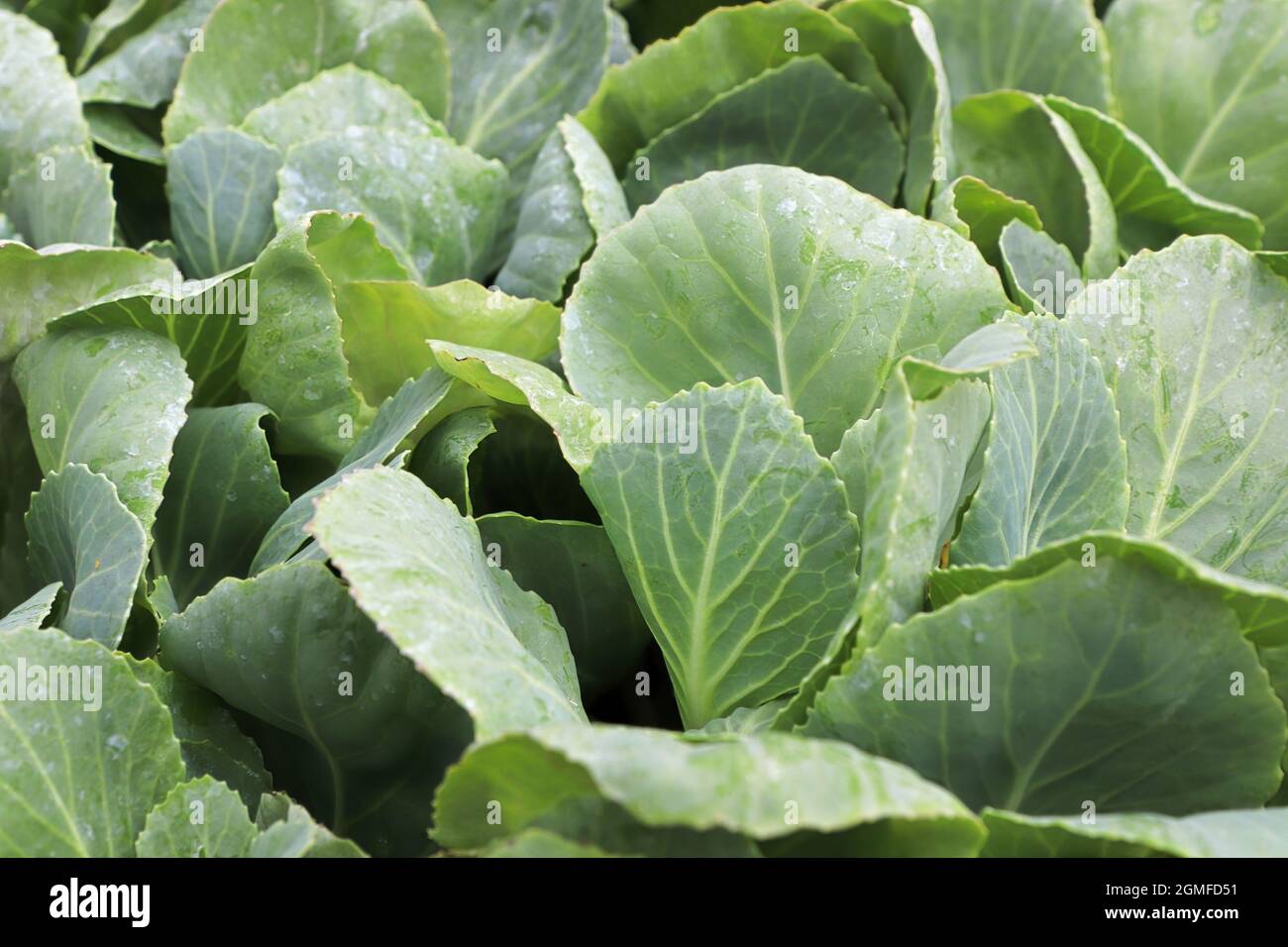 Nahaufnahme der jungen Kohlkeimling-Blätter im Frühjahr Stockfoto