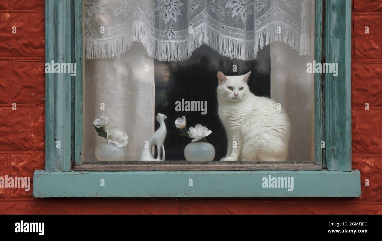 Katze am Fenster, Akureyri, Island Stockfoto