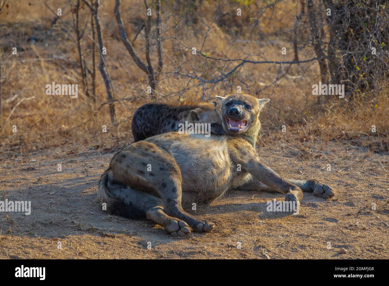 Entdeckte Hyena Mutter mit ihrem Jungen Stockfoto