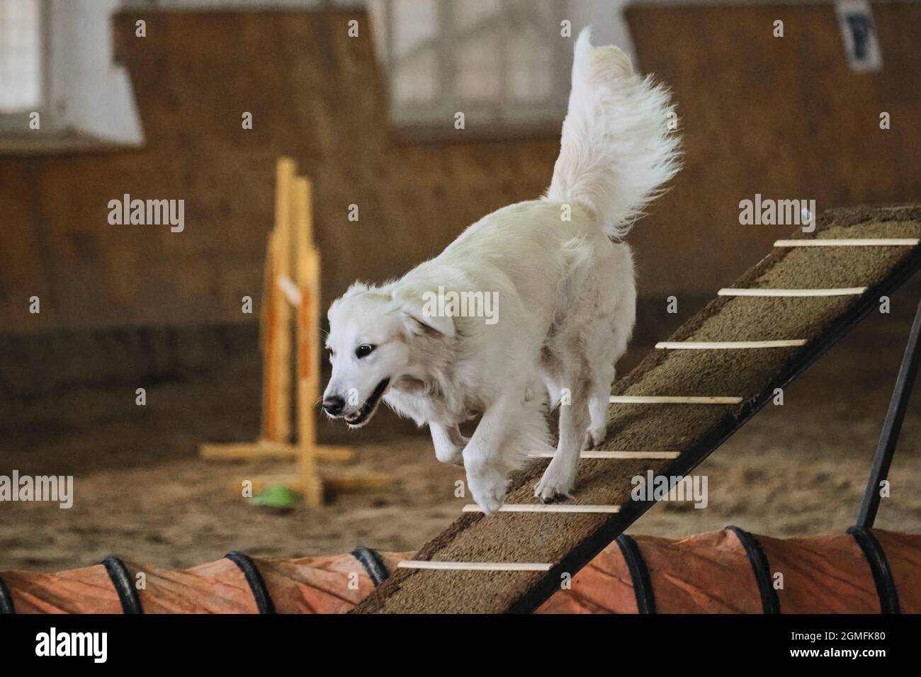 Agility-Wettbewerbe, Sportwettkämpfe mit Hund, um den Kontakt mit dem Besitzer zu verbessern. Der hellgoldene Retriever mit langem flauschigen Schwanz verläuft entlang des Boomtrainins Stockfoto