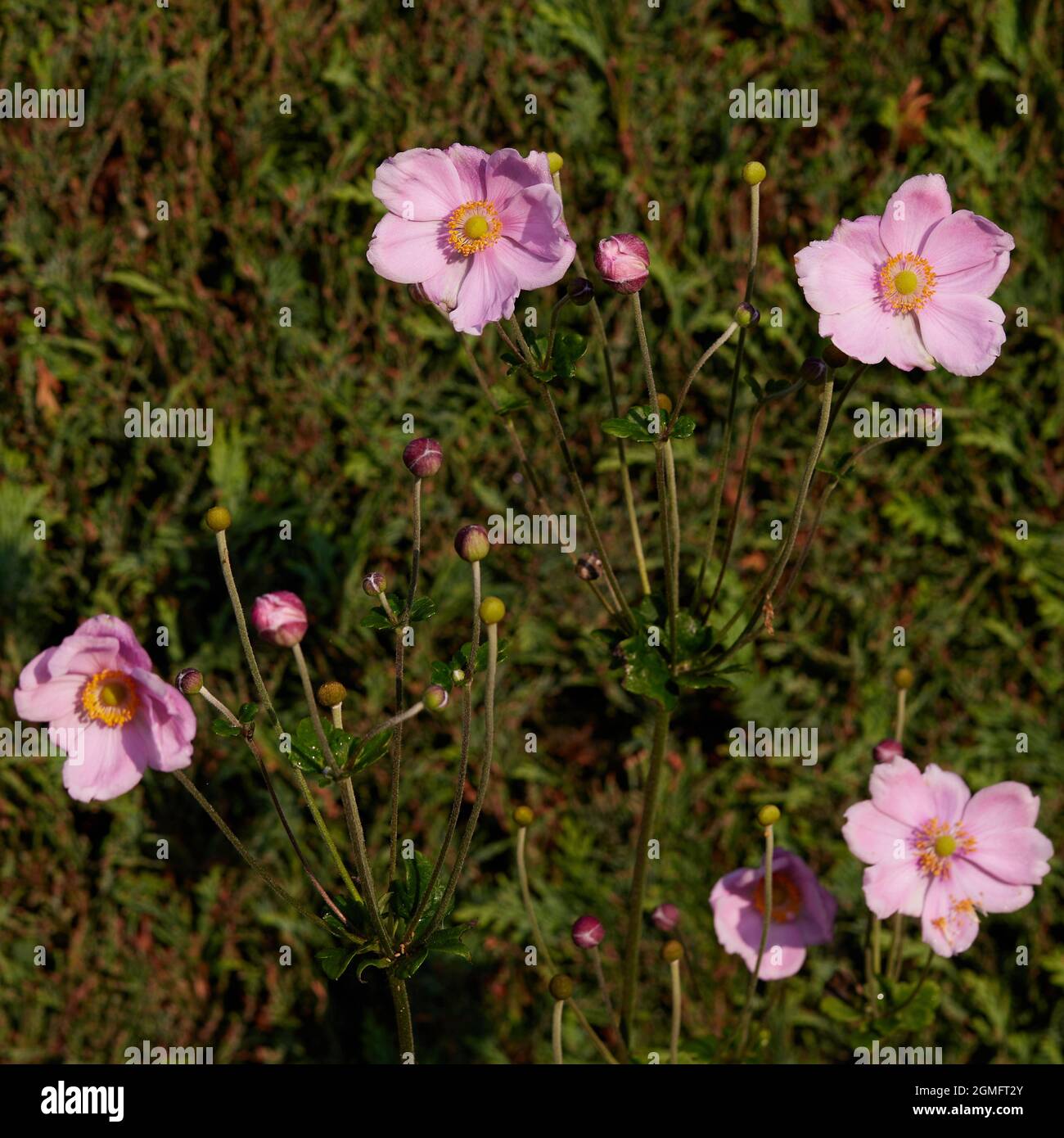 Rosafarbene Blüten von Anamone x hybrida, gesehen gegen eine grüne Hecke im Spätsommer. Stockfoto