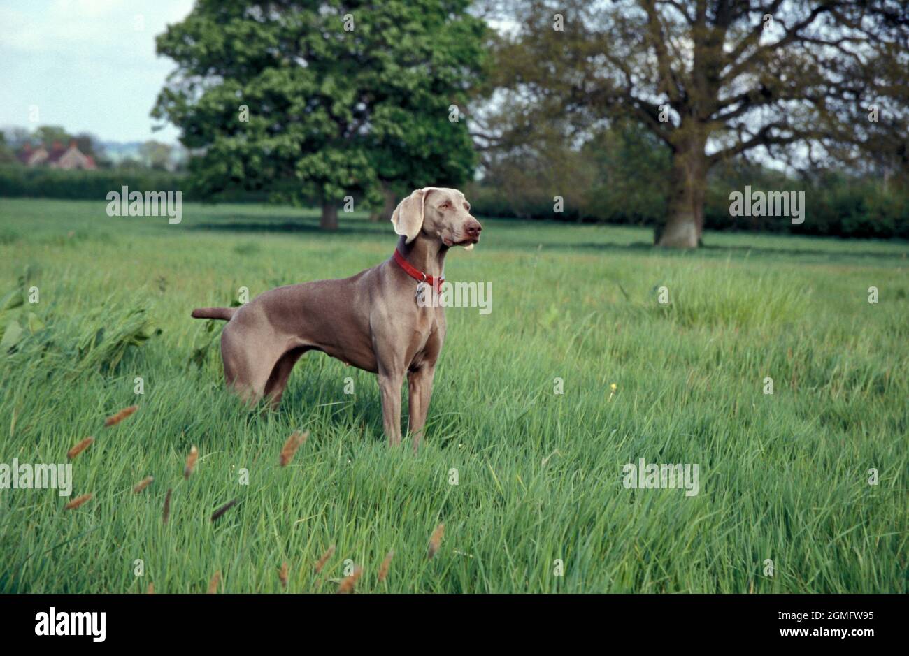 Weimaraner, alleinerziehender junger Erwachsener im Feld Stockfoto
