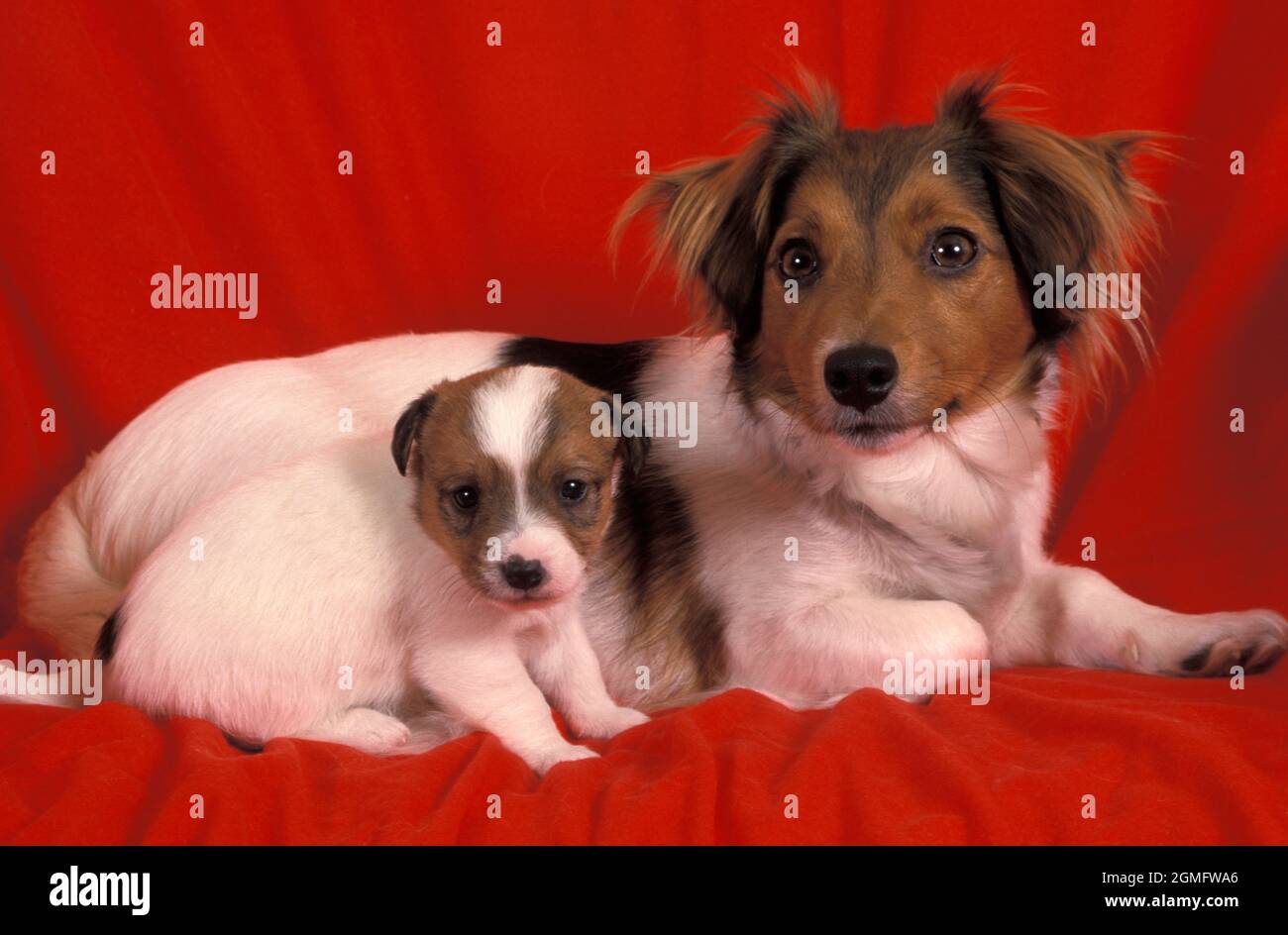 Portrait papillon Jack russell Kreuz & Welpe auf roter Decke Stockfoto