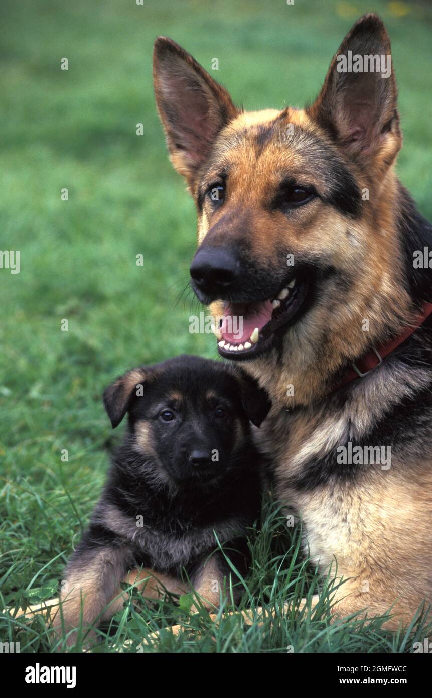 Elsässer Schäferhund und ihr Welpe Stockfoto