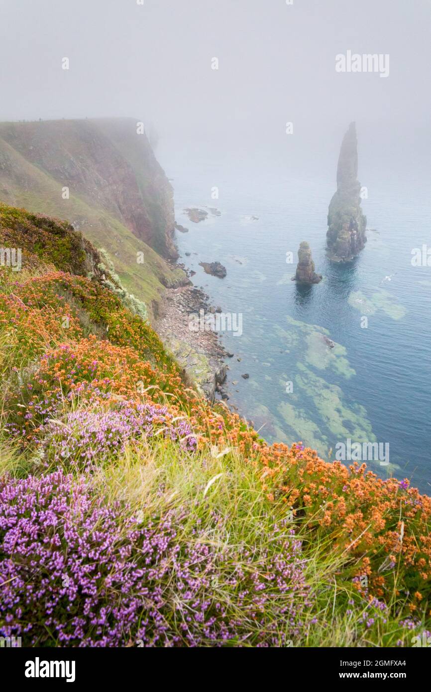 Heidekraut und Meer liegen an den Meeresstapeln von Duncansby in der Nähe von Duncansby Head, in der Nähe von John O Groats, Caithness, im Nordosten Schottlands. Stockfoto