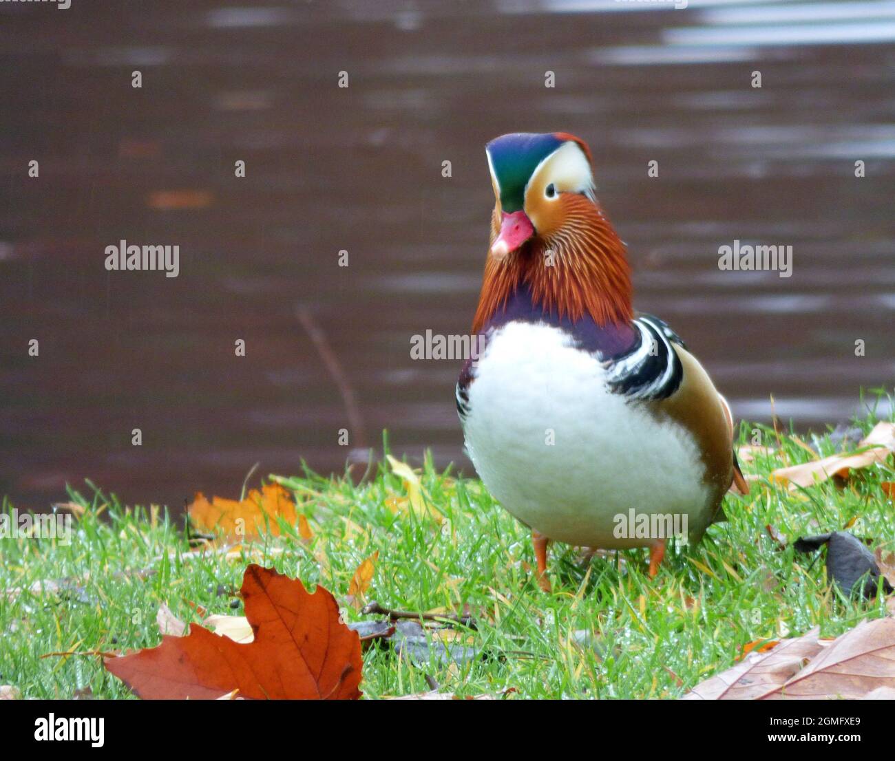 Mandarinente im Herbst in einem deutschen Park. Im Hintergrund das braune Wasser eines Teiches. Stockfoto