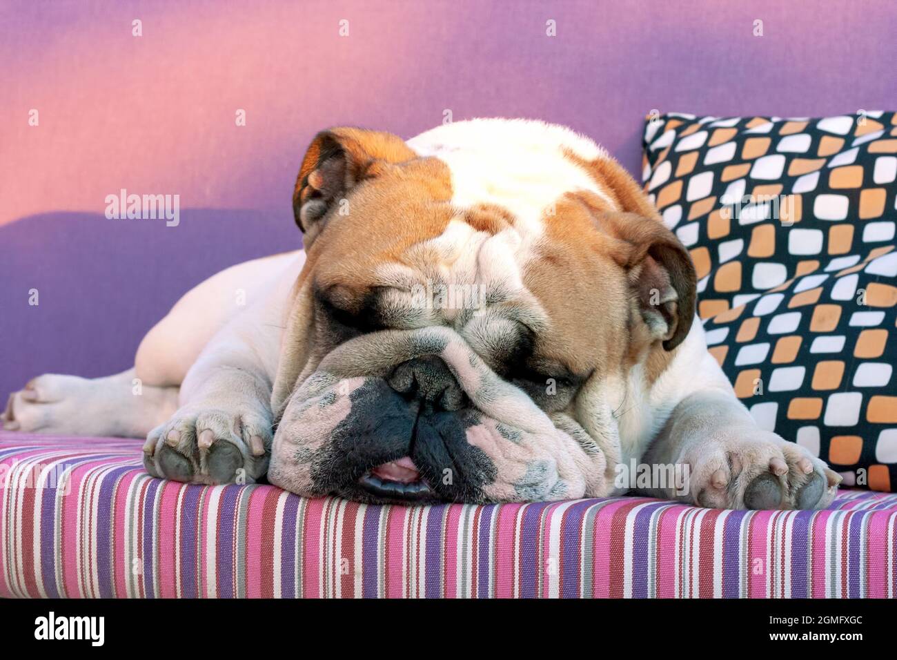 Englischer Bulldog, der auf einem farbenfrohen Bett schläft Stockfotografie  - Alamy