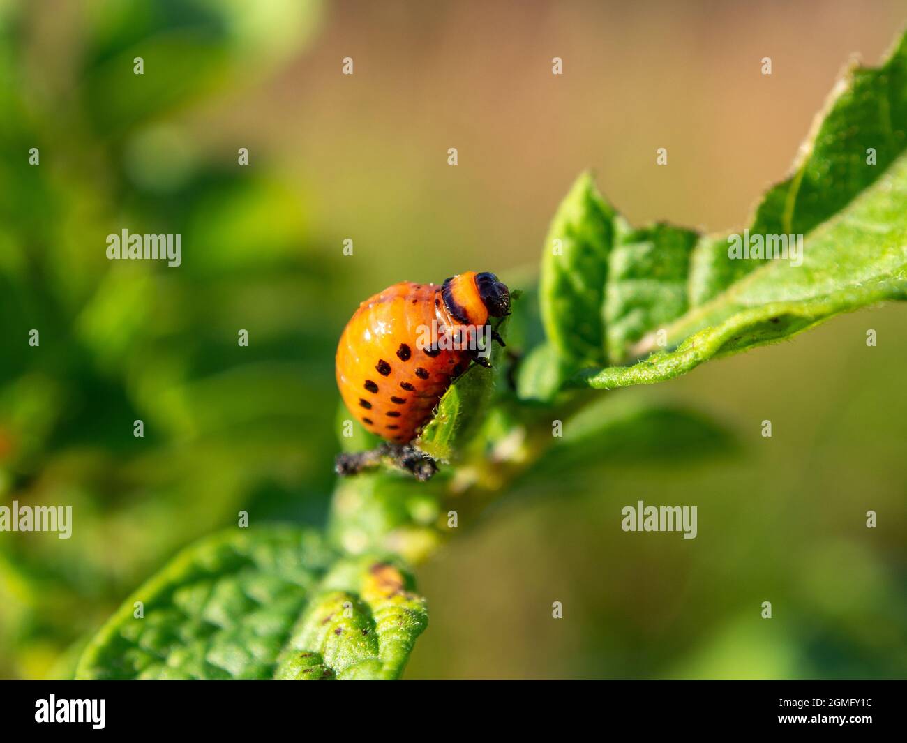 Kolorado-Kartoffelkäfer-Larve auf einem Kartoffelblatt. Makrofotografie. Stockfoto