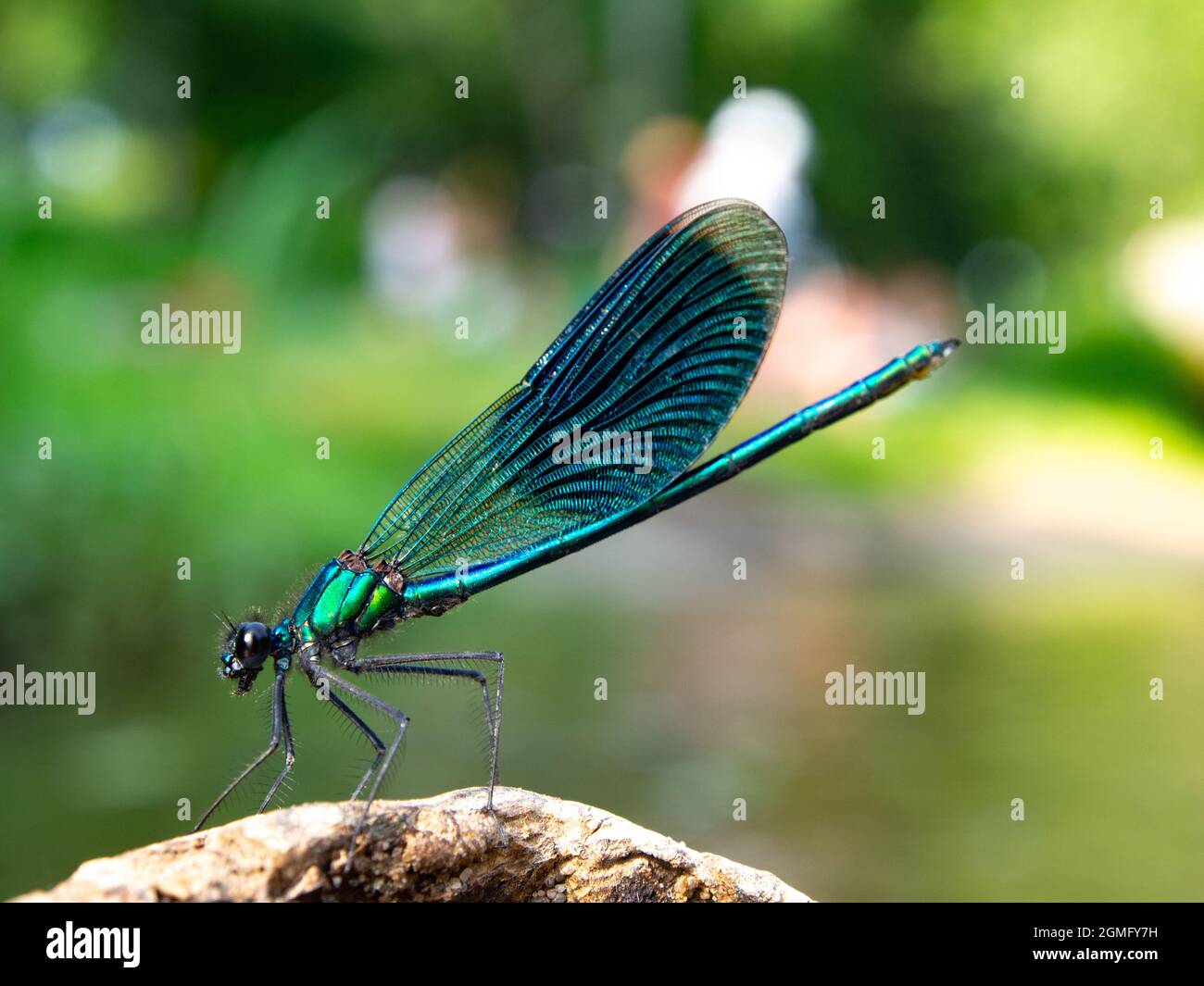 Schwarze Libelle auf einem Wasserhintergrund. Ein Makrofoto einer Libelle, die auf einem Stumpf sitzt. Pastellfarben. Tageslicht. Naturfotografie. Stockfoto