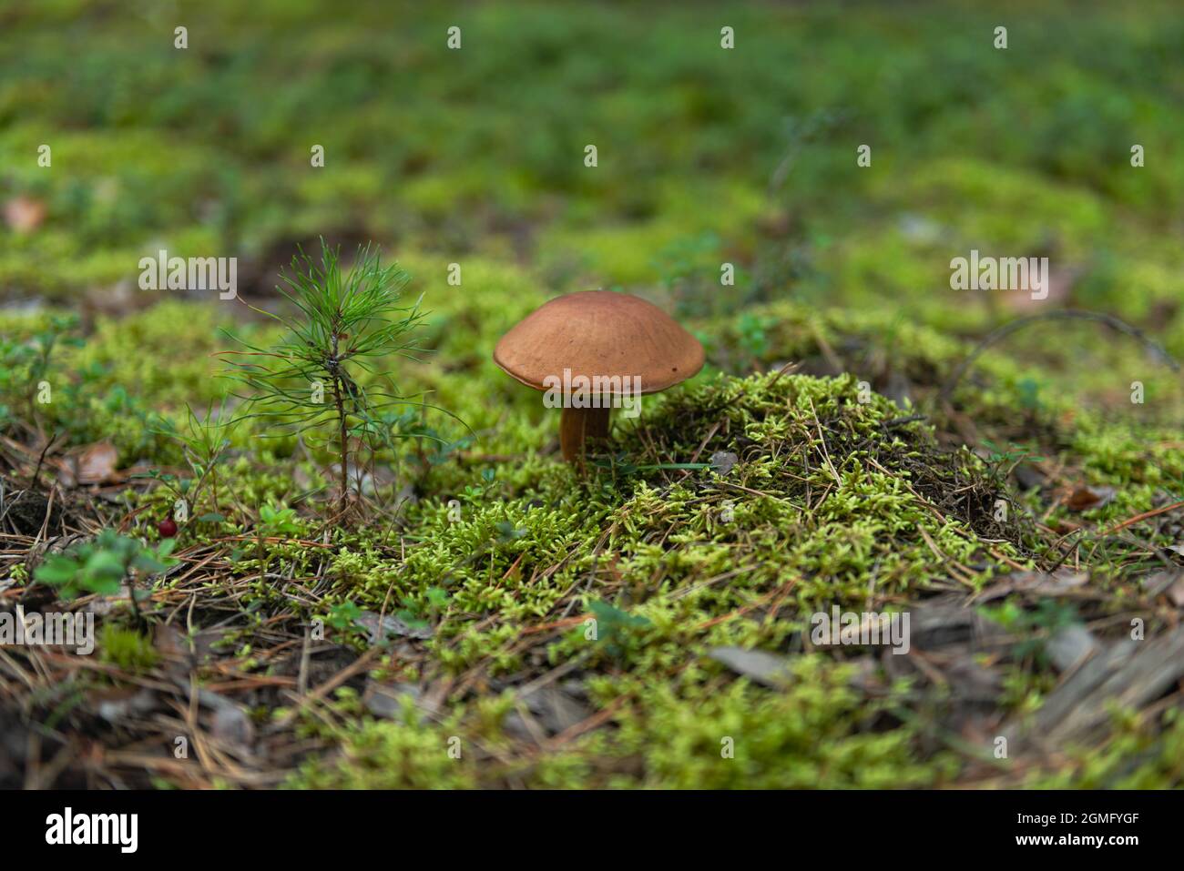Ein Kiefernwald, ein moosbedeckter Boden mit Nadeln darauf. Auf dem Substrat wächst ein Pilz, ein Boletus. Stockfoto