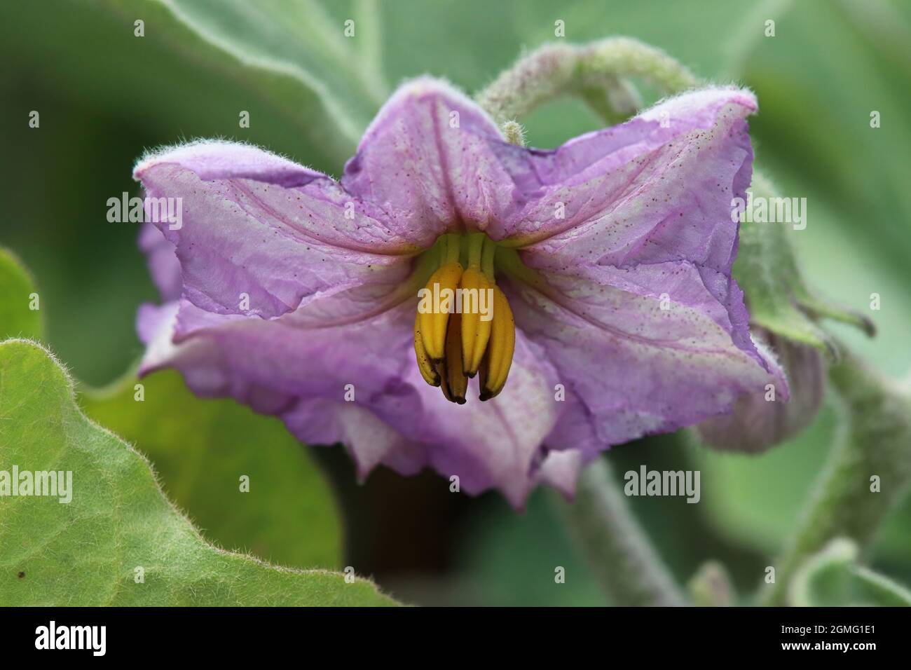 Makrofoto von Auberginen-Blüten Stockfoto
