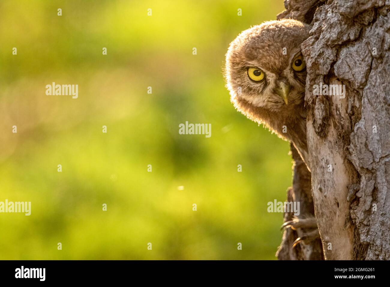 Kleine Eule, die aus ihrem Loch schaut Stockfoto