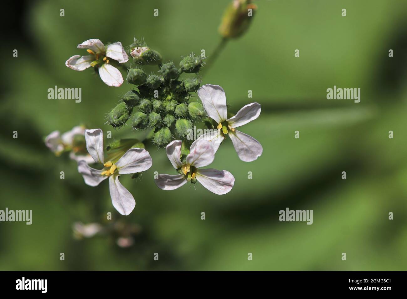 Nahaufnahme von zarten Rettichblüten in voller Blüte Stockfoto