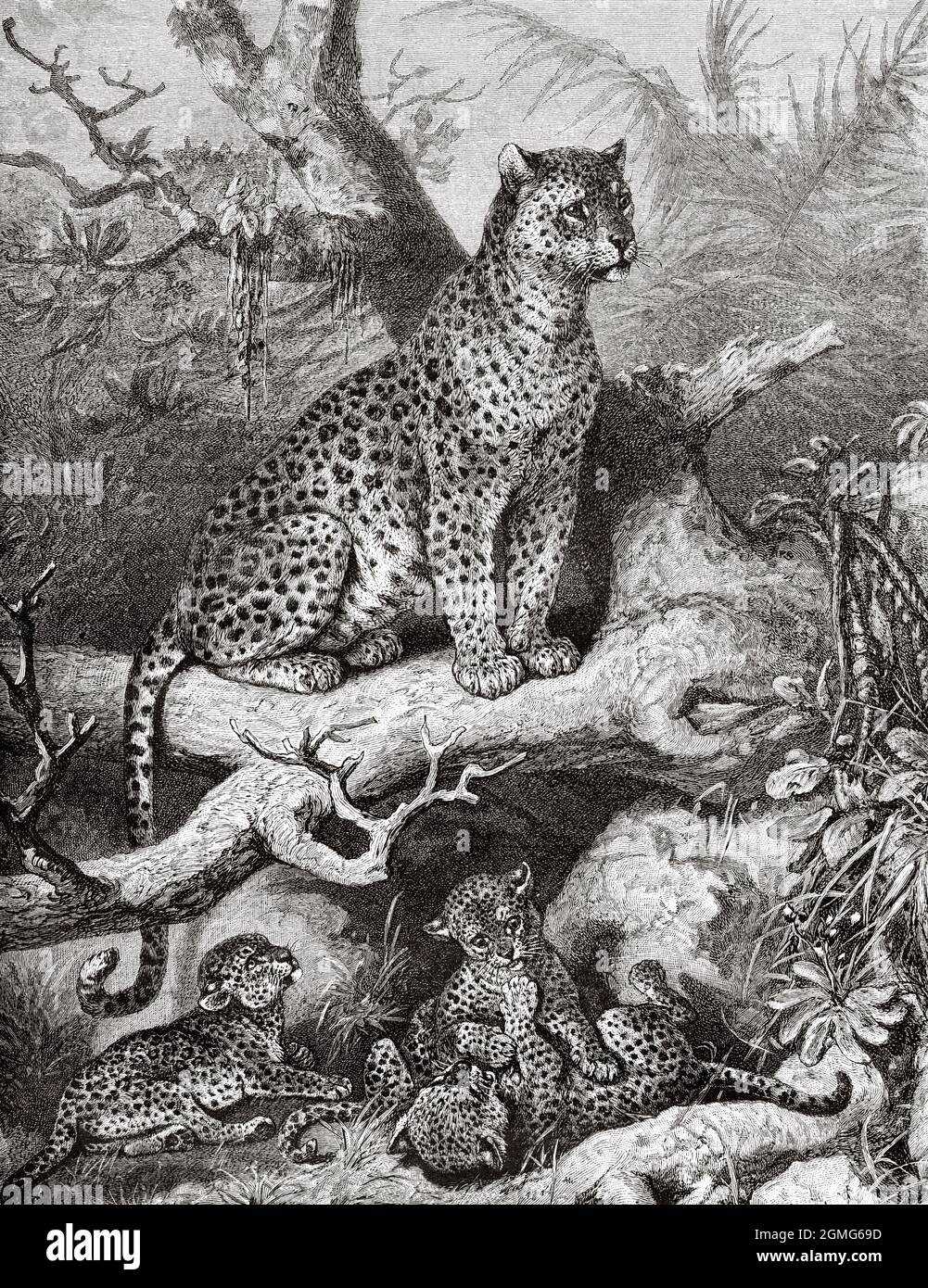 Panthera pardus. Leopard mit ihren Jungen, afrikanische Savanne. Alte, gravierte Illustration aus dem 19. Jahrhundert von La Nature 1883 Stockfoto