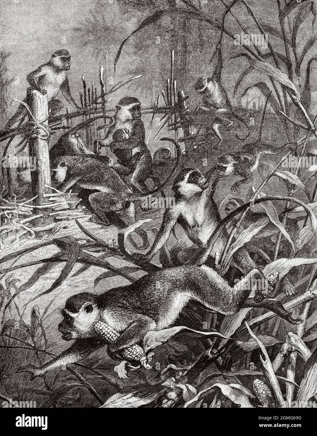 Der grüne Affe stiehlt Mais aus einer Plantage in Afrika (Chlorocebus sabaeus) ist eine Art von Catarrhine-Primat der Familie Cercopithecidae mit grünlich-goldenem Fell. Alte, gravierte Illustration aus dem 19. Jahrhundert von La Nature 1883 Stockfoto