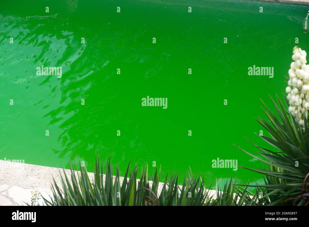 Schlecht gepflegter Swimmingpool, überwuchert mit grünen Algen Stockfoto