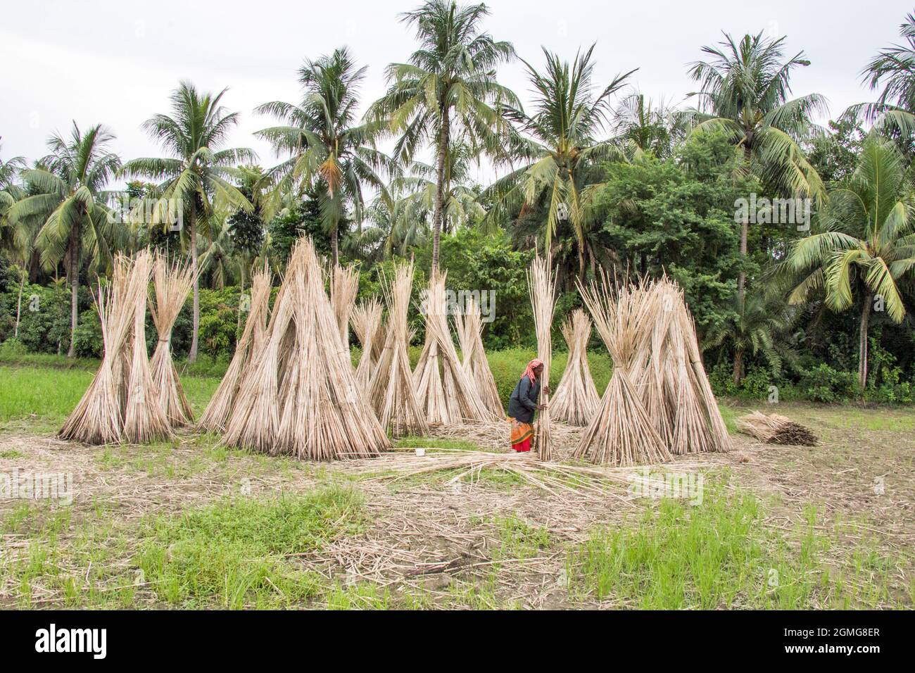 Jute trocknet beim ländlichen West-bengalen indien Stockfoto