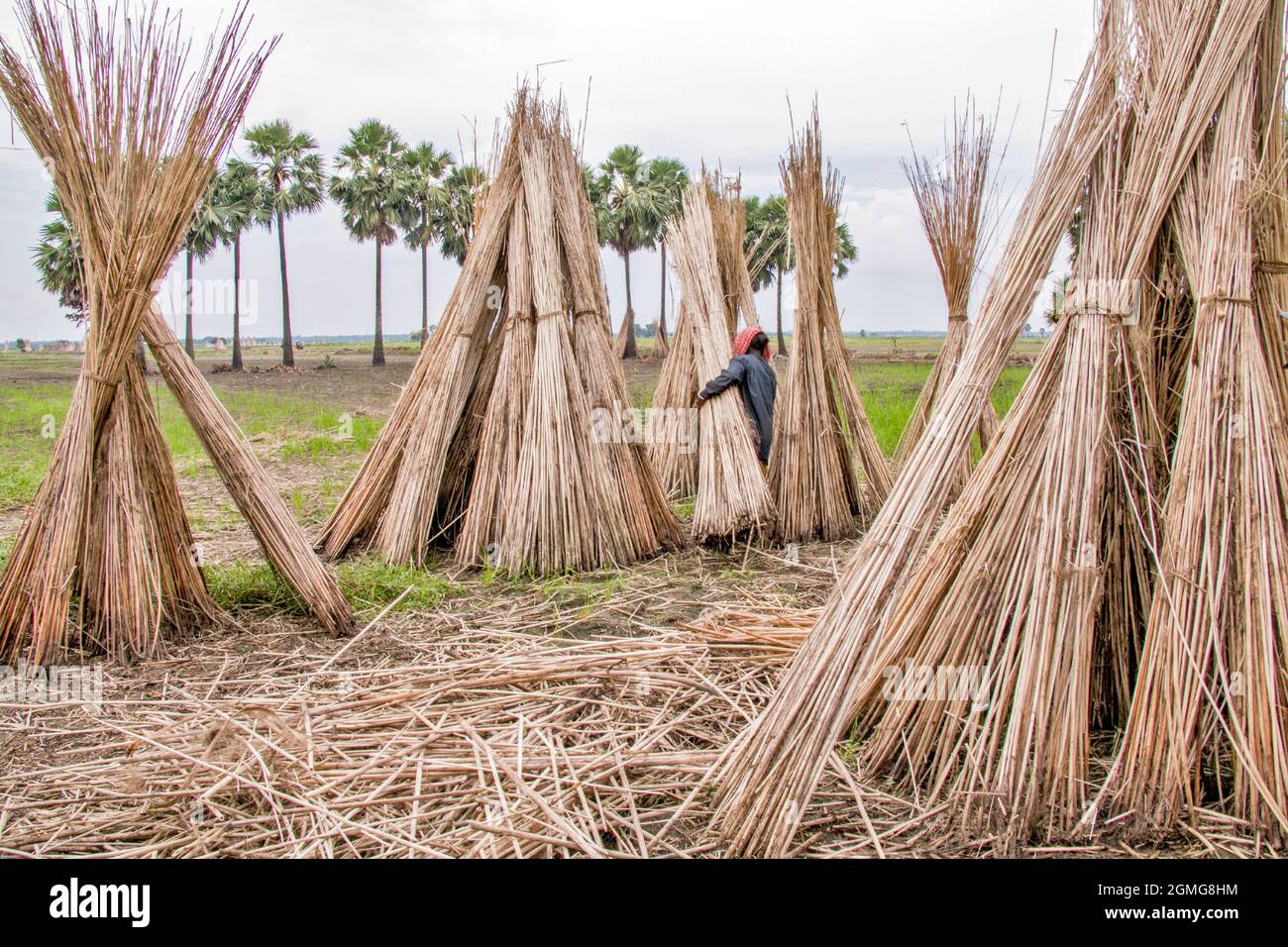 Jute trocknet beim ländlichen West-bengalen indien Stockfoto