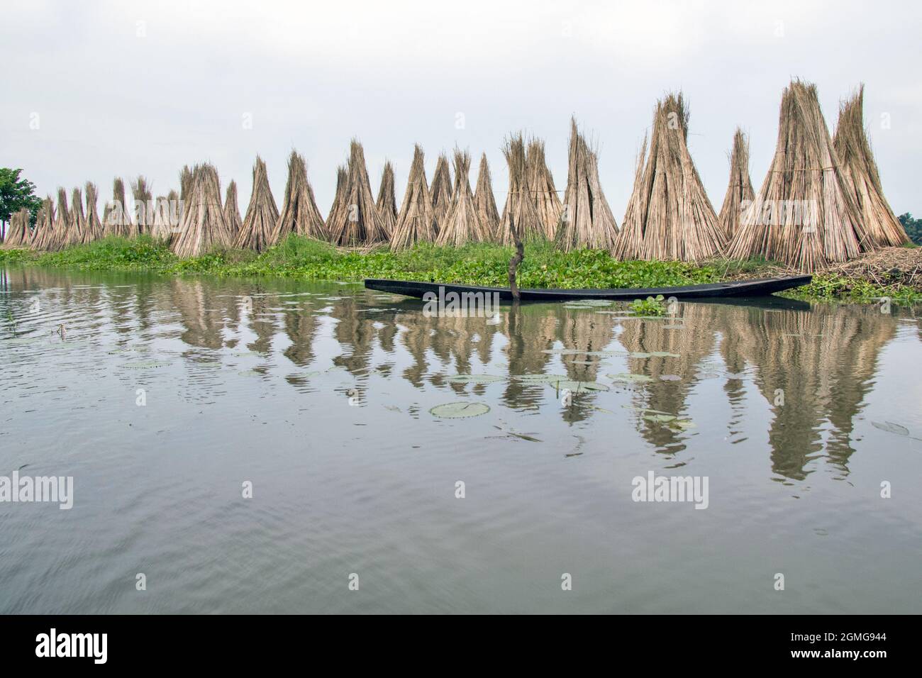 Jute wird in abgelegenen Dörfern von Nord 24 Parganas getrocknet, die Hauptgrundlage der Region ist der Juteanbau. Stockfoto