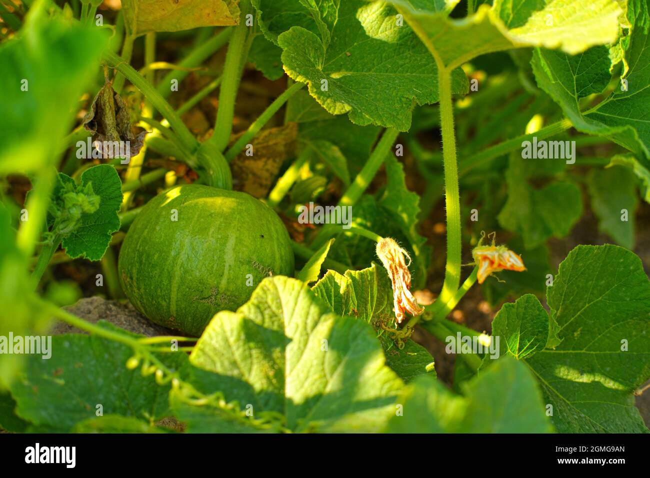 Grün unter reifen Kürbis im Garten in grünen Blättern Stockfoto