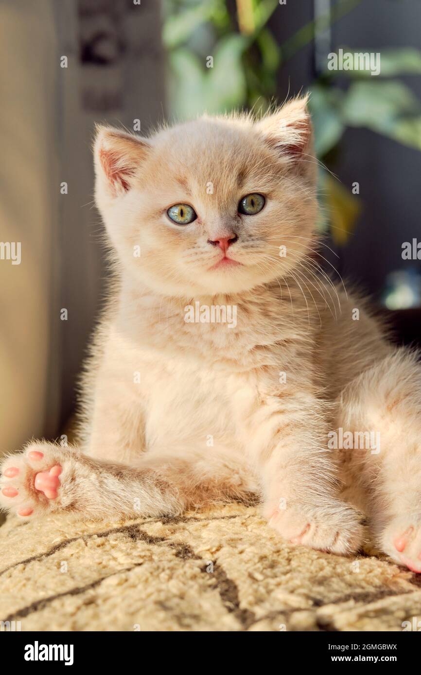 Porträt eines hübschen, cremefarbenen Kätzchens mit grünen Augen, die auf die Kamera schauen Stockfoto