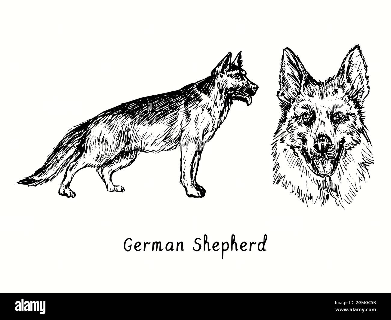 Deutsche Schäferhund-Kollektion stehende Seitenansicht und Kopf. Tusche schwarz-weiße Doodle Zeichnung im Holzschnitt-Stil. Stockfoto