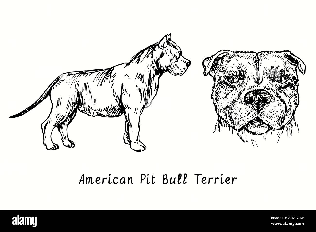 American Pit Bull Terrier Kollektion stehende Seitenansicht und Kopf. Tusche schwarz-weiße Doodle Zeichnung im Holzschnitt-Stil. Stockfoto