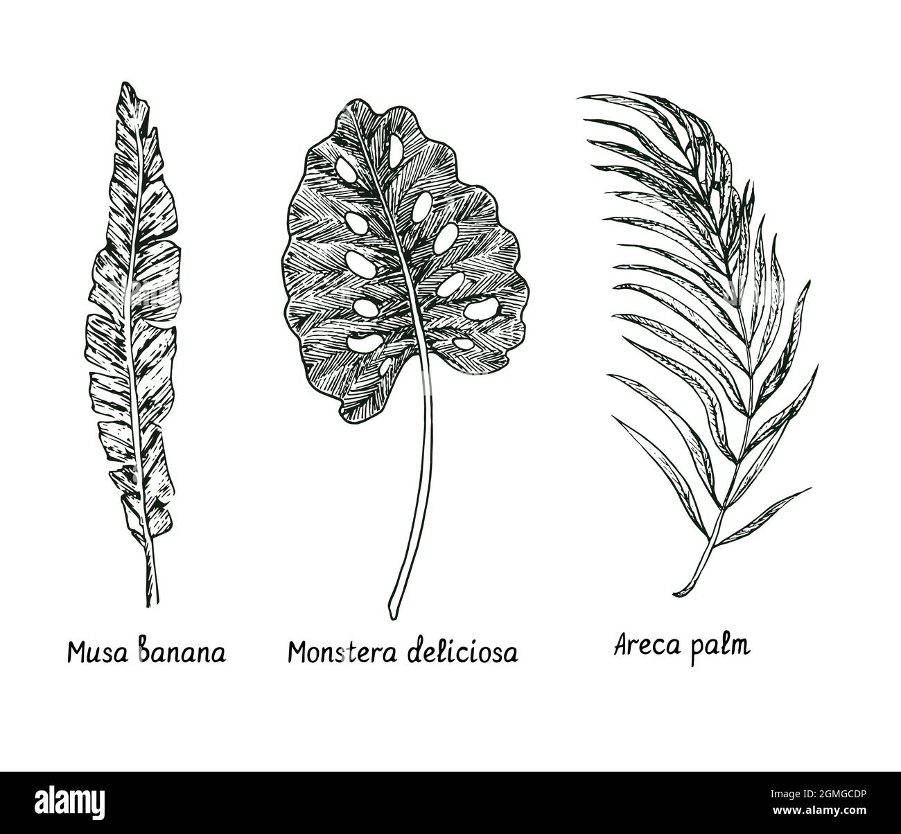 Musa-Banane, Monstera deliciosa, Areca-Palmblatt. Tusche schwarz-weiße Doodle Zeichnung im Holzschnitt-Stil Stockfoto