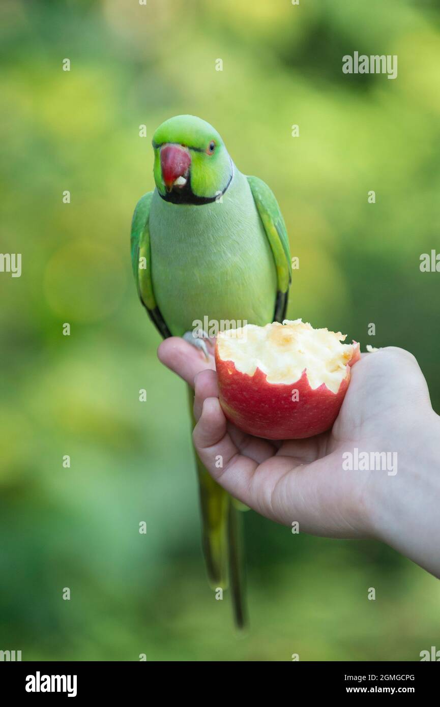 Ein zahmer, weiblicher Ringhalssittich, Psittacula krameri, der von einem Apfel in der Hand hält, Hyde Park, London, Großbritannien, Britische Inseln Stockfoto