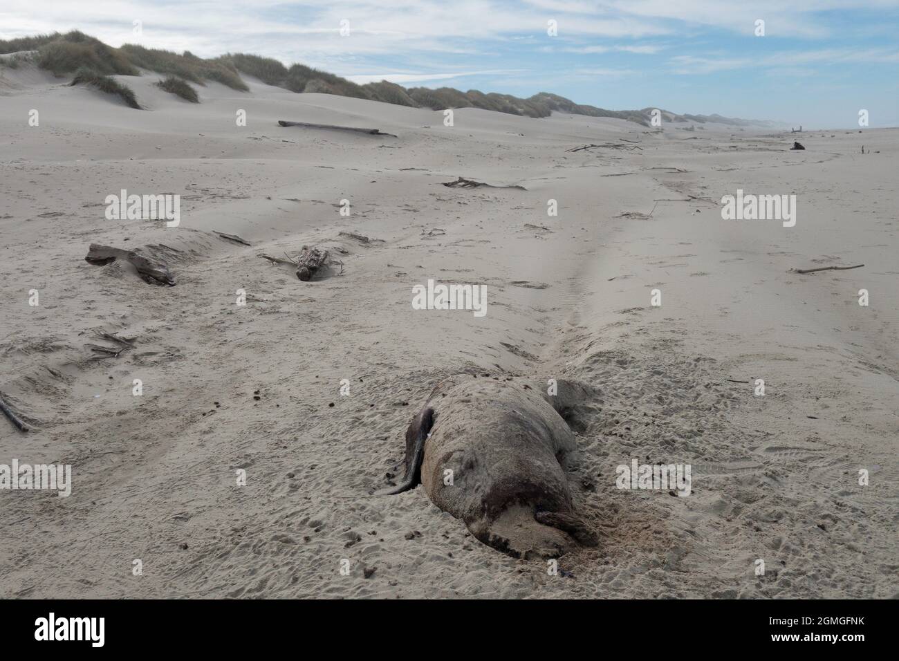 Ein toter Seelöwe, der an einem Strand in Florence, Oregon, mit Sand überwusch und bedeckt wurde. Stockfoto