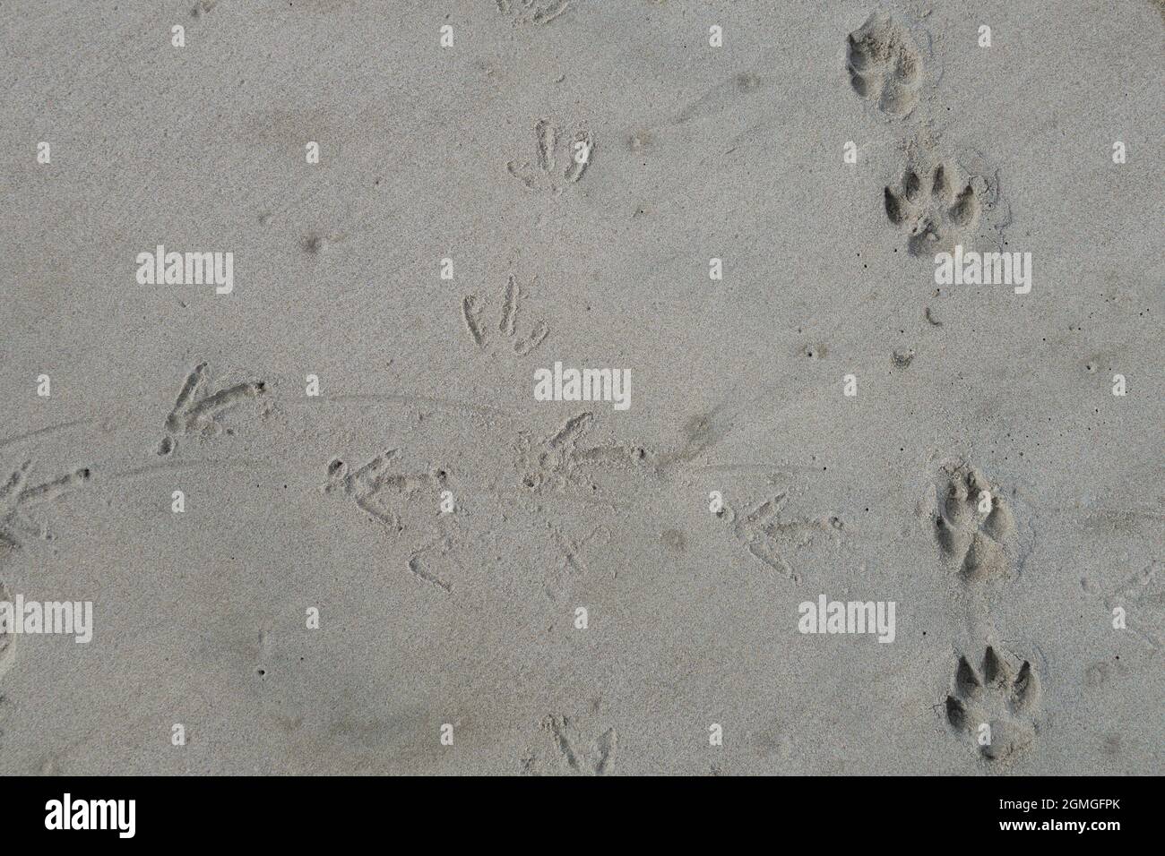 Hundepfoten, die sich an einem Sandstrand mit Vogelfüßen kreuzen. Stockfoto