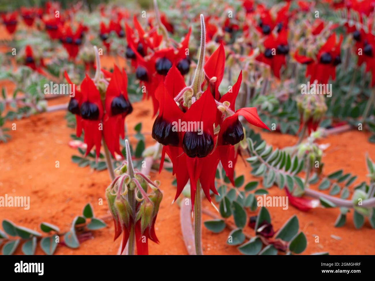 Sturt Desert Pea Flowers, Swainsona formosa, blüht im roten Outback-Zentrum, Zentralaustralien. Stockfoto