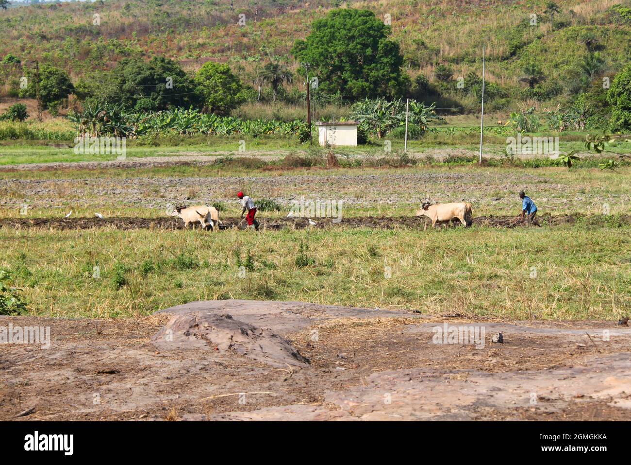 Zwei Bauern wenden den Boden auf, während ihr Pflug von Rindern auf dem flachen Land gezogen wird, an einem sonnigen Tag im Inland von Guinea, Westafrika. Stockfoto