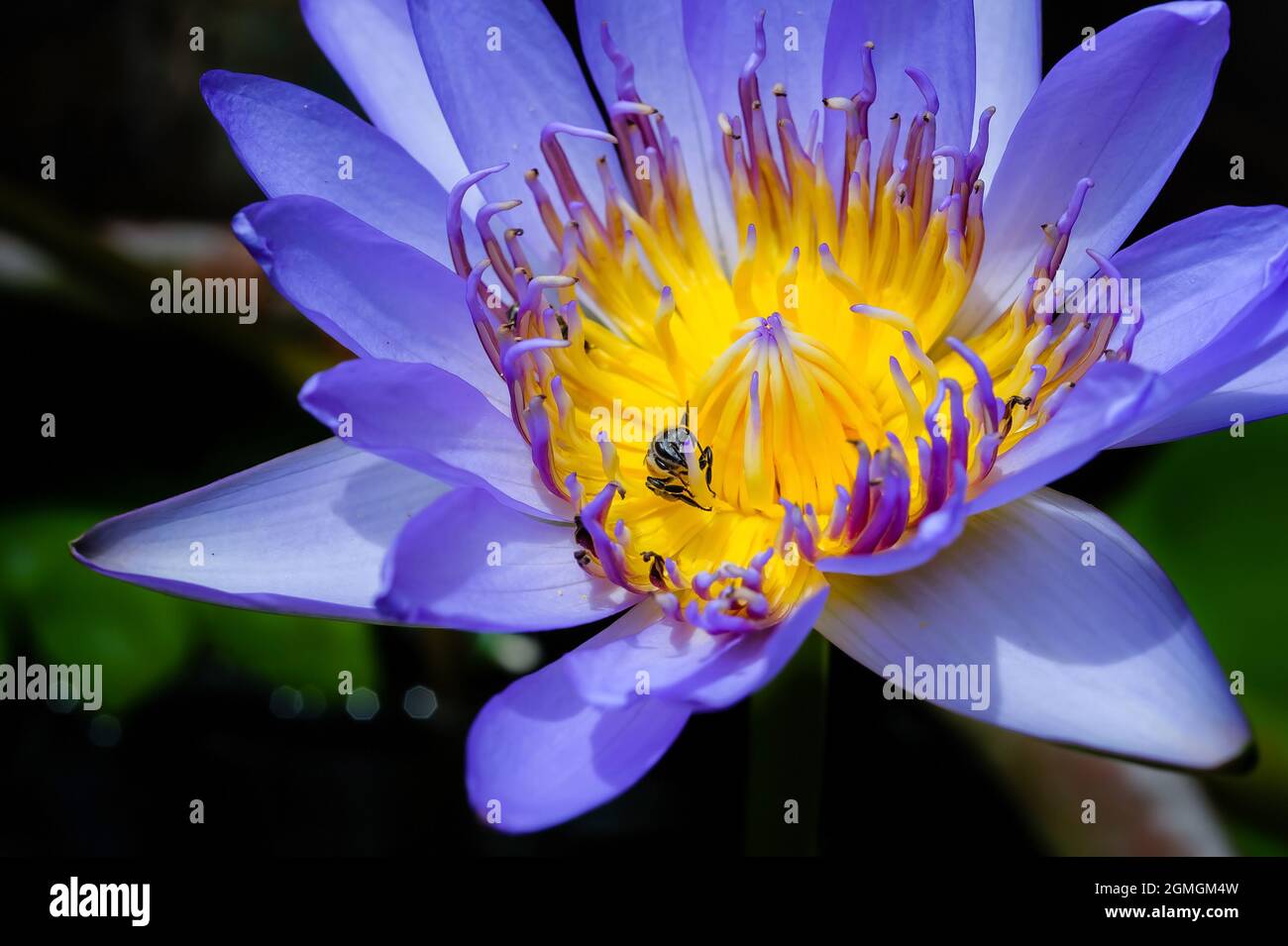 Eine Biene bleibt mit gelbem Pollen von violettem Lotus im schwarzen Schattenhintergrund Stockfoto