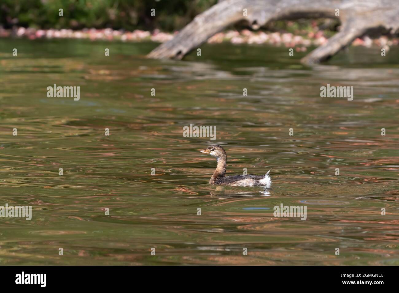 Der Rattenschnabel-Grebe auf dem See Stockfoto
