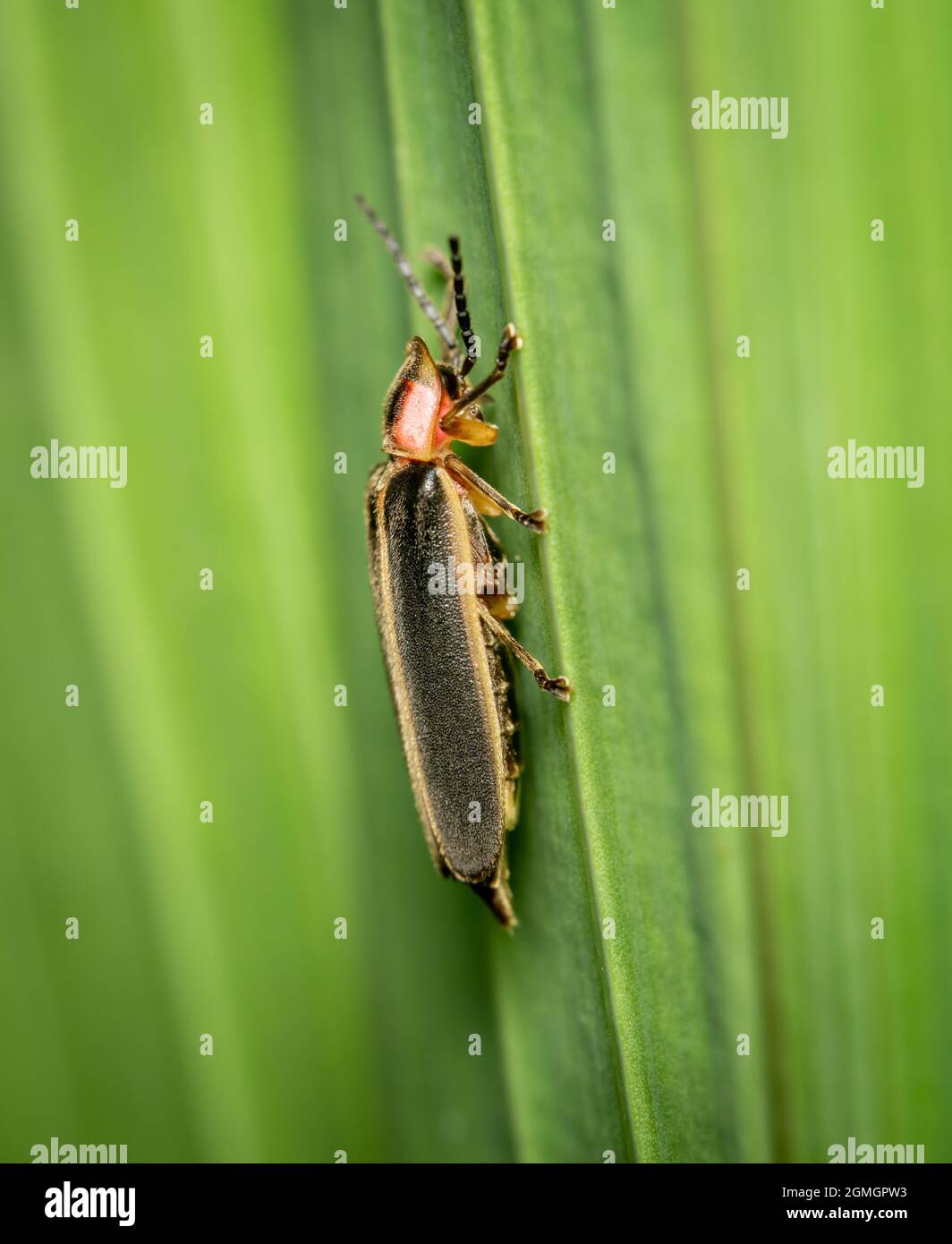 Eine Seitenansicht eines Firefly- oder Blitzbugs auf einer grünen Pflanze. Stockfoto