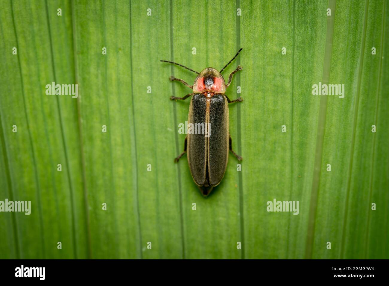 Ein Blick von oben auf einen Firefly oder Lightning Bug auf einer grünen Pflanze. Stockfoto
