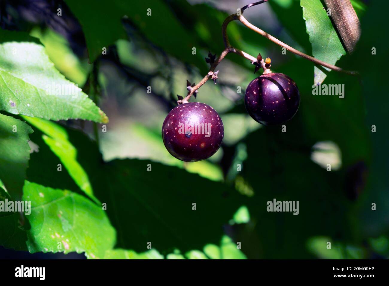 Reife runde violette Vitis rotundifolia muscadine Trauben Stockfoto