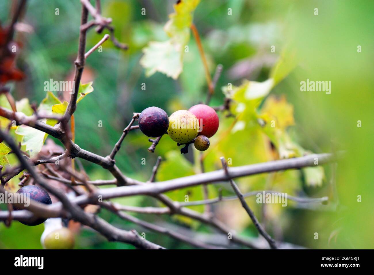 Reife und reifende Vitis rotundifolia muscadine Trauben Stockfoto