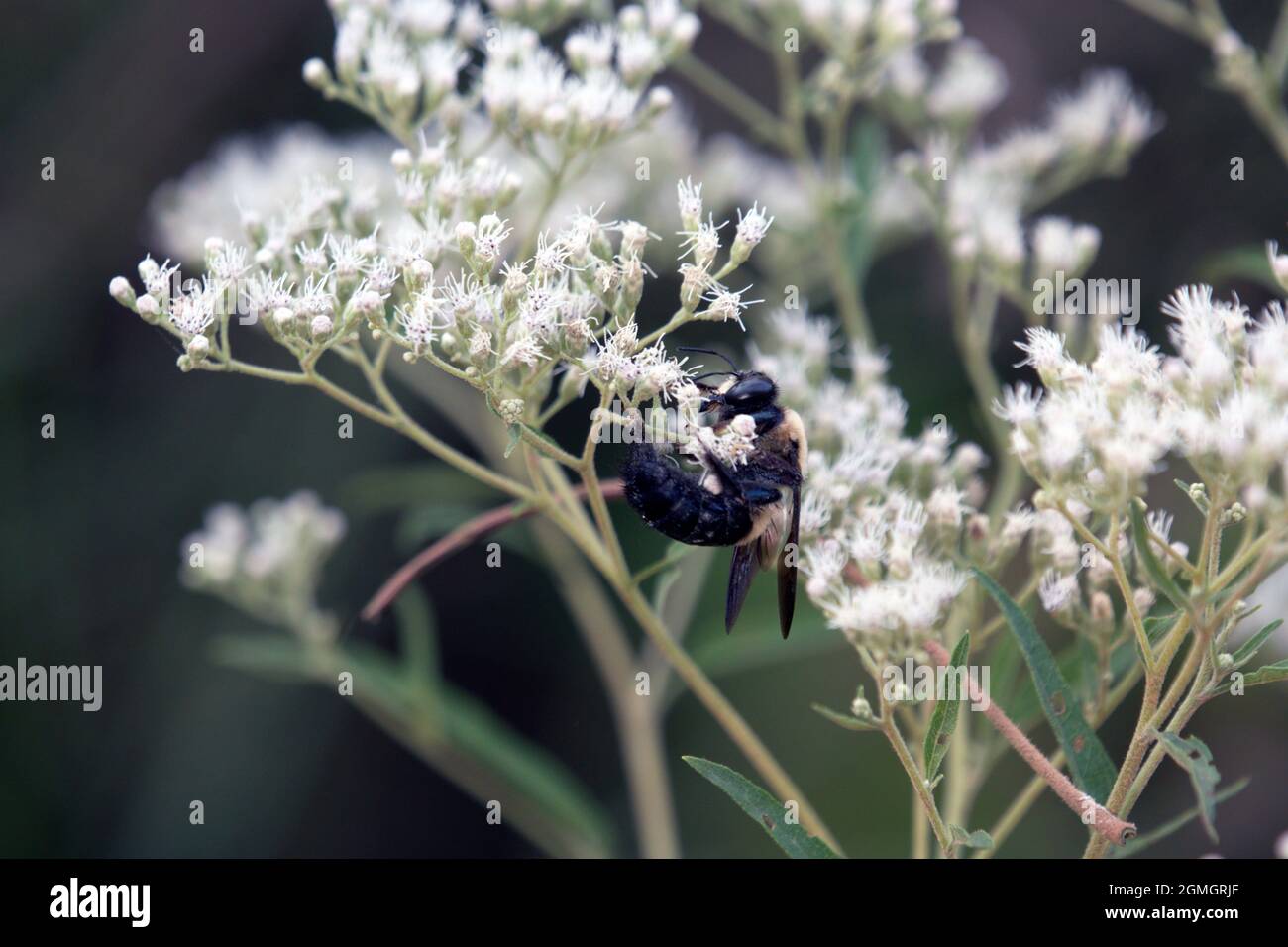 Makro-männliche Eastern-Löffelhummel auf weißer Blüte Stockfoto